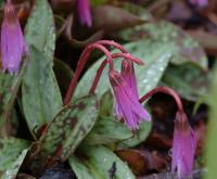 Good strong pink flowers with sharply reflexing petals.